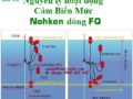 Cảm biến Mức Nohken FQ